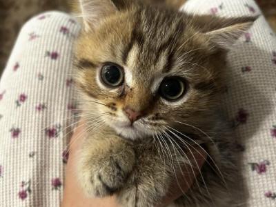 British Shorthair Kitten Male - British Shorthair - Gallery Photo #1