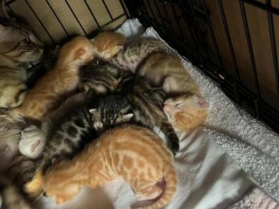 Leo And Luna - Bengal - Gallery Photo #1