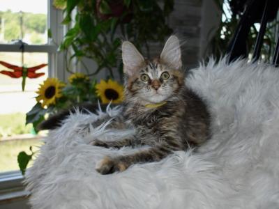 Maine Coons Ready Now TICA Registered - Maine Coon - Gallery Photo #1