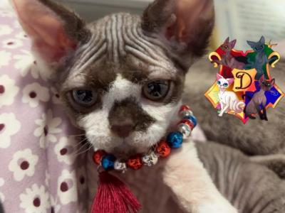 S'mores - Devon Rex - Gallery Photo #1