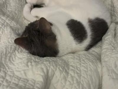 Bella - Domestic - Gallery Photo #1