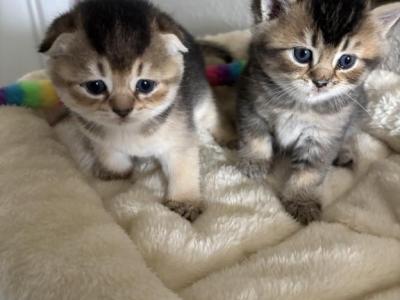 Sam - Scottish Fold - Gallery Photo #1