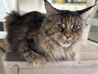 Victoria Make Reasonable Offer - Maine Coon - Gallery Photo #1