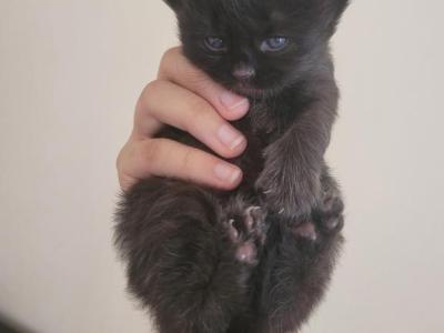 Domestic Long Hair Kittens - American Longhair - Gallery Photo #1