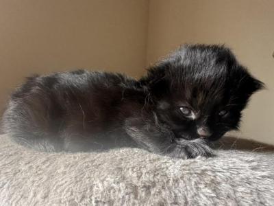 Black Male Long Hair Kitten - American Longhair - Gallery Photo #1