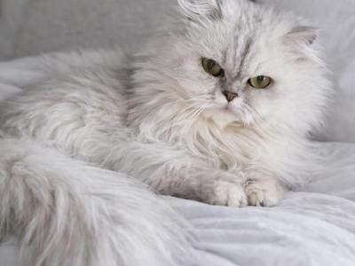 Luna - Persian - Gallery Photo #1