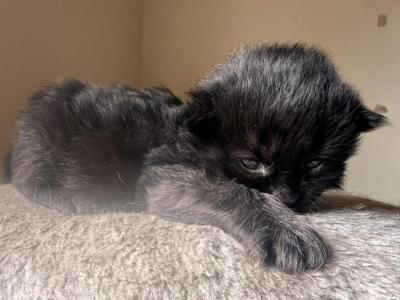 Long Hair Female Kitten - American Longhair - Gallery Photo #1