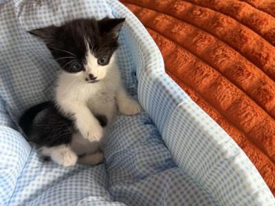 Spark - Persian - Gallery Photo #1