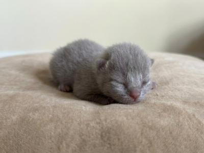 No 1 Blue Note Litter - British Shorthair - Gallery Photo #1