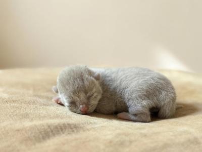 No 2 Blue Note Litter - British Shorthair - Gallery Photo #1