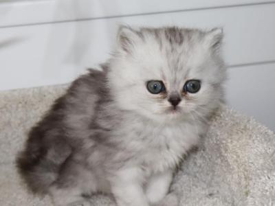 Asher - Persian - Gallery Photo #1