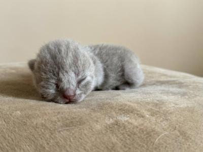 No 3 Blue Note Litter - British Shorthair - Gallery Photo #1