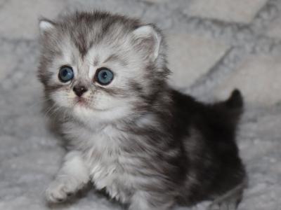 Aiden - Persian - Gallery Photo #1