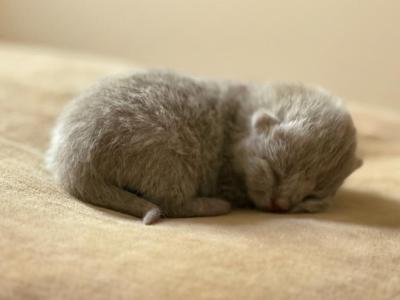 No 4 Blue Note LItter - British Shorthair - Gallery Photo #1