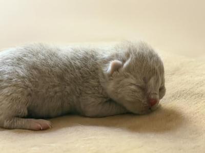 No 5 Blue Note Litter - British Shorthair - Gallery Photo #1