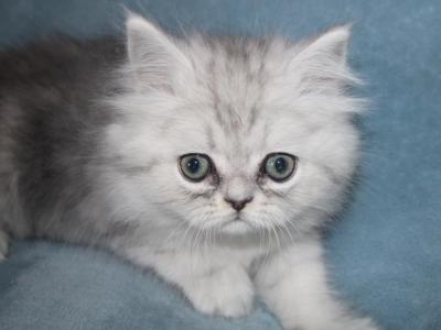 CFA Shaded Silver Male Persian Kitten - Persian - Gallery Photo #1