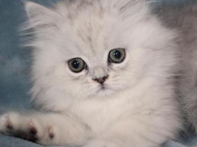 CFA Shaded Silver Male Persian - Persian - Gallery Photo #1
