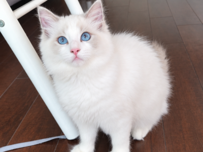 Ragdoll Kitten Pink - Ragdoll - Gallery Photo #1