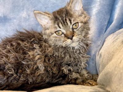 Laddie - Selkirk Rex - Gallery Photo #1