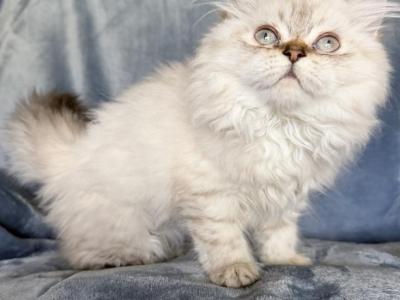 Lassie - Selkirk Rex - Gallery Photo #1