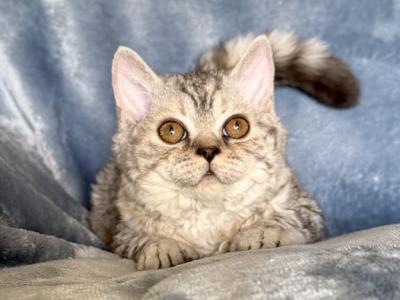 Sprite - Selkirk Rex - Gallery Photo #1