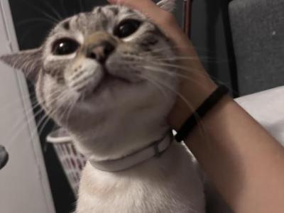 Miso - Siamese - Gallery Photo #1