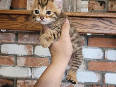 Highland Lynx Kittens - Highlander - Gallery Photo #1