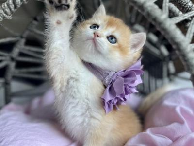 Lisa - British Shorthair - Gallery Photo #1