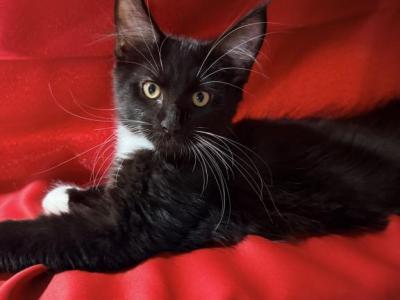 Black White - Maine Coon - Gallery Photo #1