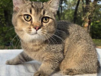 Sady - British Shorthair - Gallery Photo #1