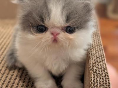 Singleton - Persian - Gallery Photo #1