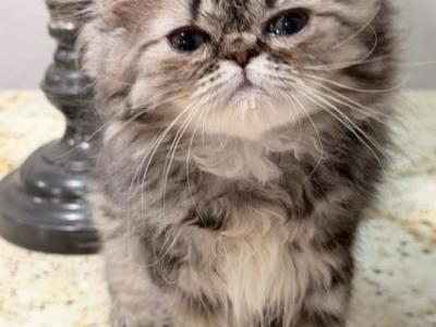 Celestial Bruno - Persian - Gallery Photo #1