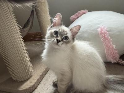 Jack - Siberian - Gallery Photo #1
