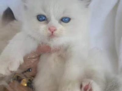 Kiki - Ragdoll - Gallery Photo #1