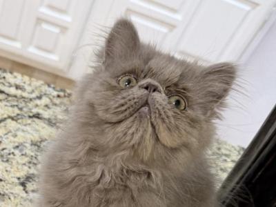 Celestial Jolly - Persian - Gallery Photo #1