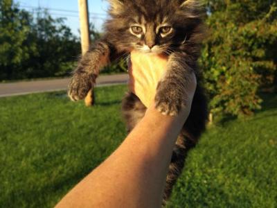 Aslan - Maine Coon - Gallery Photo #1