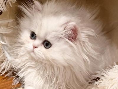 Bel Esprit Angel - Persian - Gallery Photo #1
