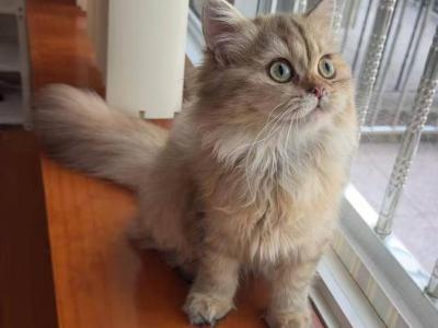 Sophie - British Shorthair - Gallery Photo #1