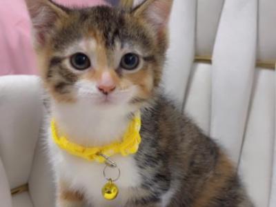Beautiful Kittens - American Shorthair - Gallery Photo #1