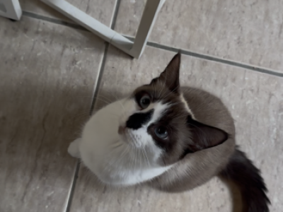 Coco - Ragdoll - Gallery Photo #1