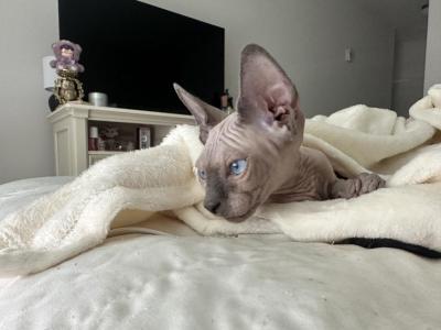 Boogs Babies - Sphynx - Gallery Photo #1