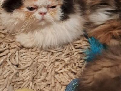 Jelly Bean - Persian - Gallery Photo #1