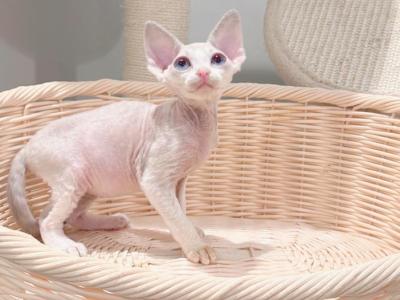 Jonny - Devon Rex - Gallery Photo #1