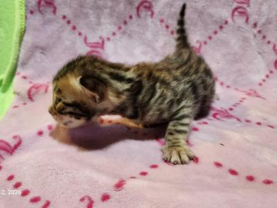 Victoria's August Litter In Perris - Bengal - Gallery Photo #1