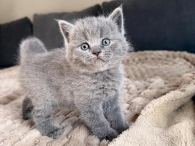 Tom - British Shorthair - Gallery Photo #1