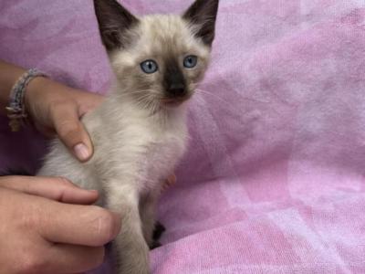 Mango - Siamese - Gallery Photo #1