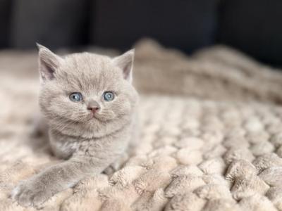 Mochi - British Shorthair - Gallery Photo #1