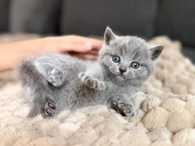 Cutie - British Shorthair - Gallery Photo #1