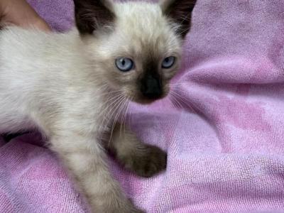 Guava - Siamese - Gallery Photo #1