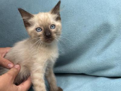 Papaya - Siamese - Gallery Photo #1